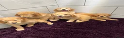 Golden Retriever dogs for sale: Stunning Golden Retriever pups - Advert 12