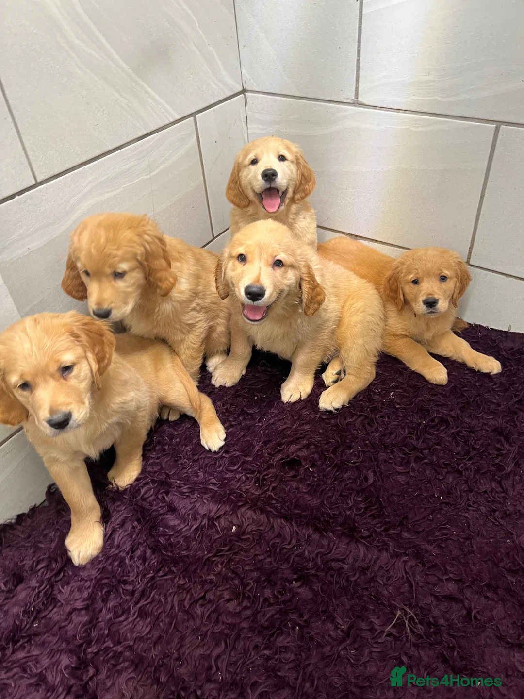 Golden Retriever dogs for sale: Stunning Golden Retriever pups - Advert 12