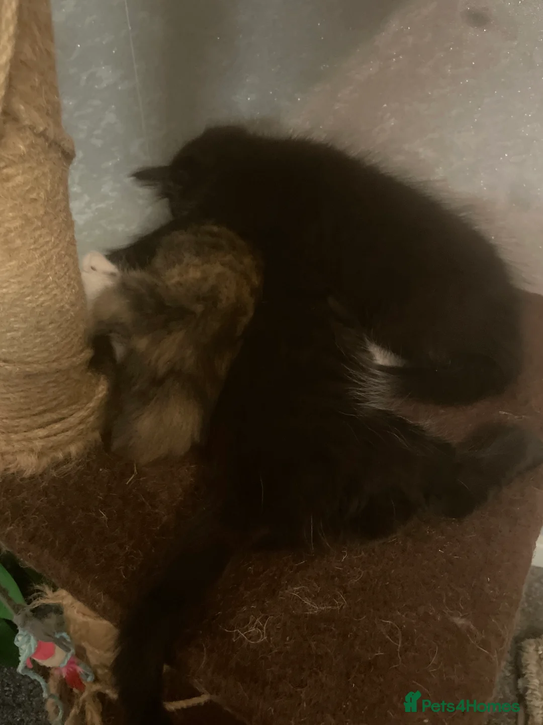 British Longhair cats for sale: 6 loved kittens  - Advert 2