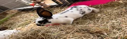 Rex rabbits for sale: Rex rabbits  in Bushmills - Advert 5