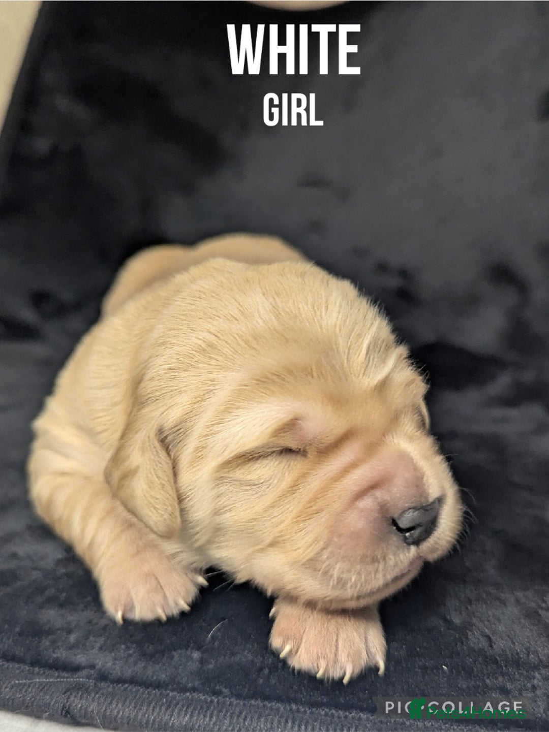 Golden Retriever dogs for sale: KC Registered Golden Retriever Puppies  - Image 10