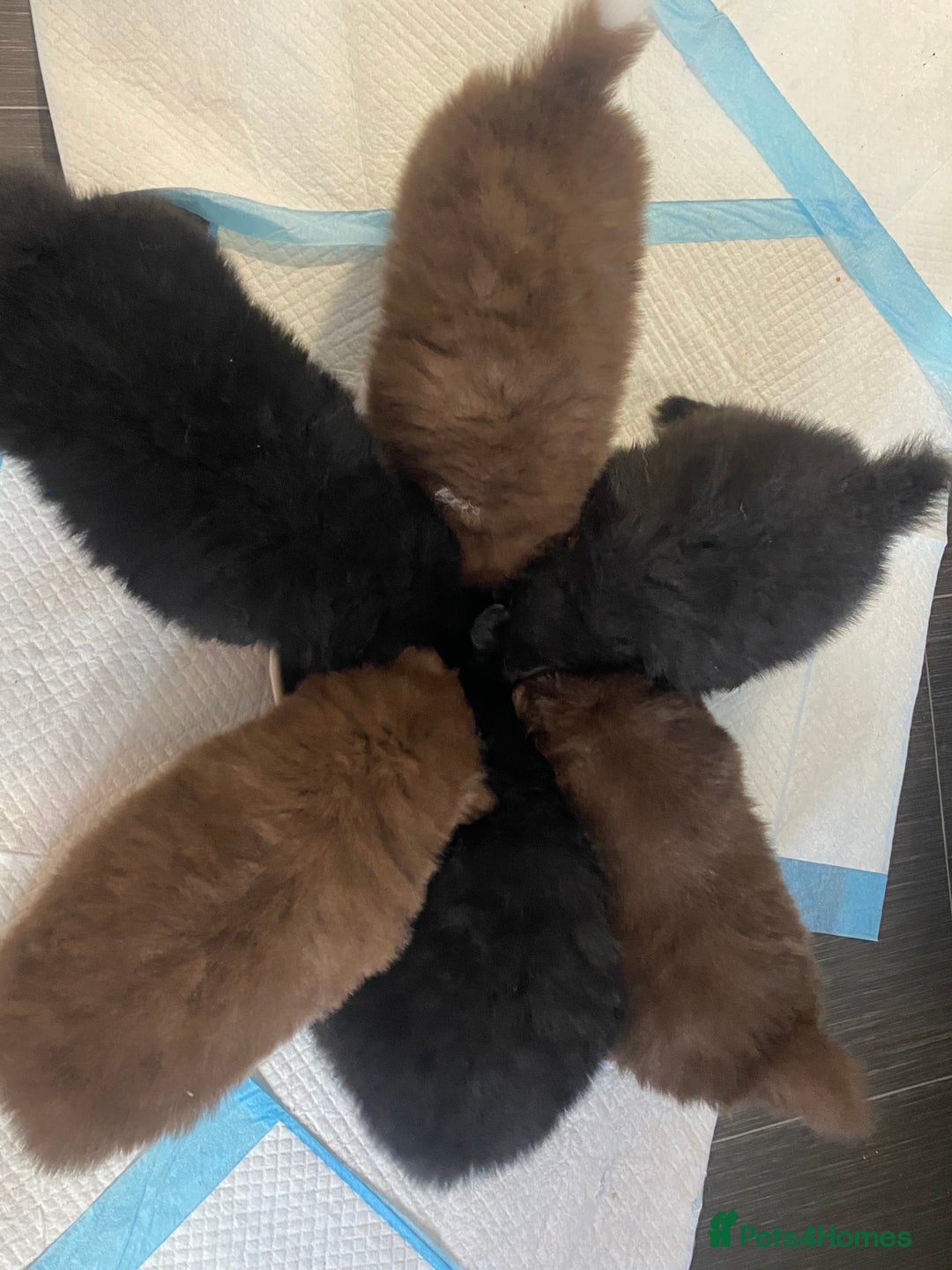 Mixed Breed dogs for sale: Pomspitz super fluffy babies  - Image 16