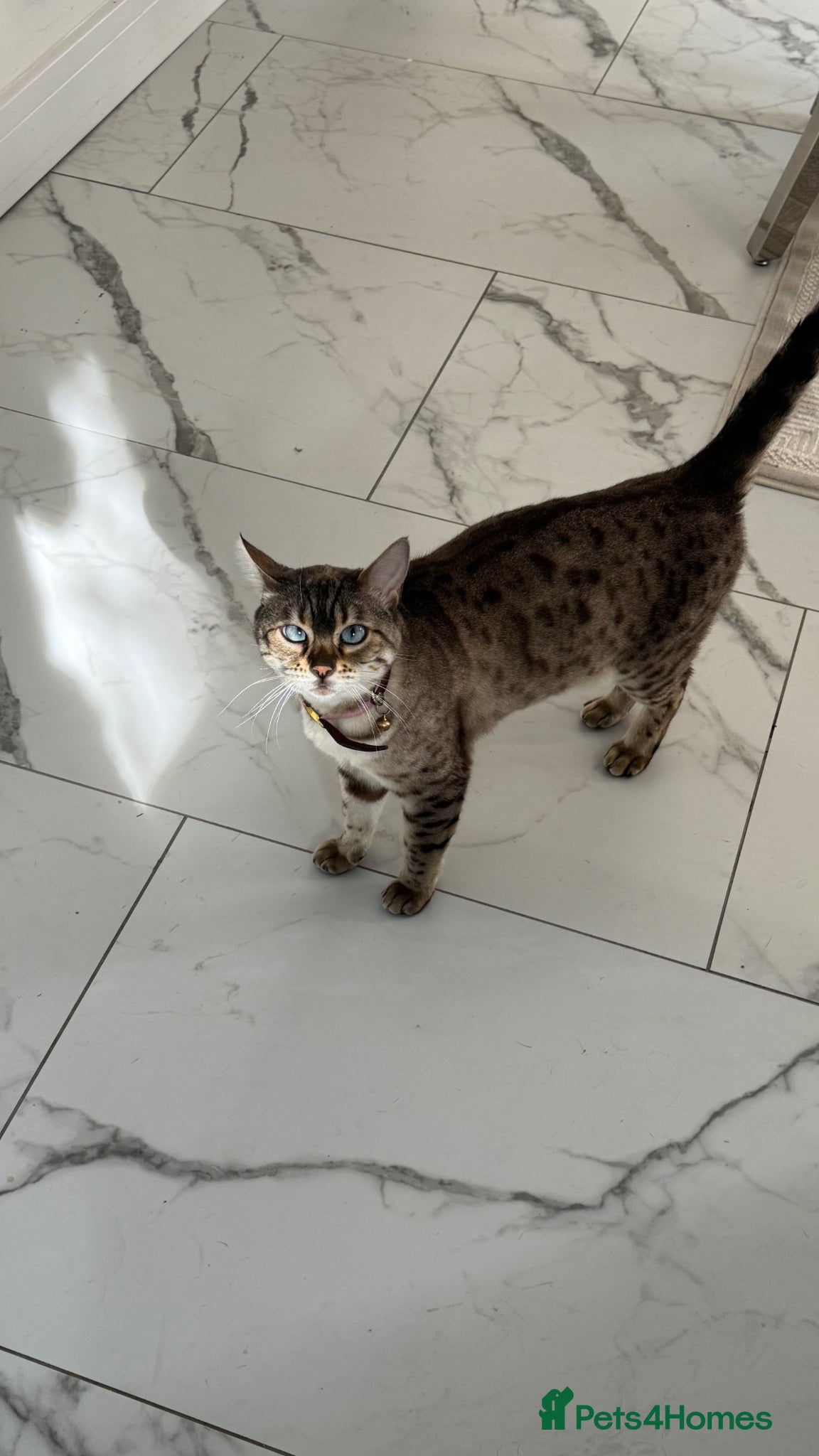 Bengal cats Small snow bengal lovely female  - Advert 1