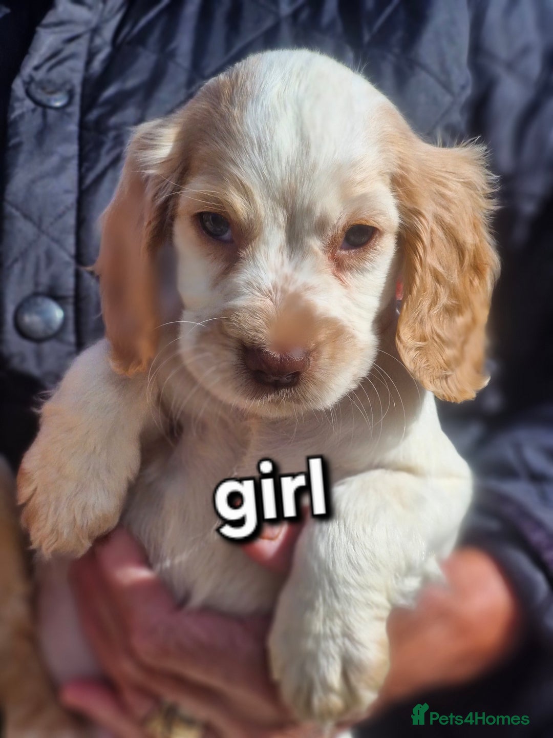 Cocker Spaniel dogs for sale: Cocker spaniel puppies  - Image 3