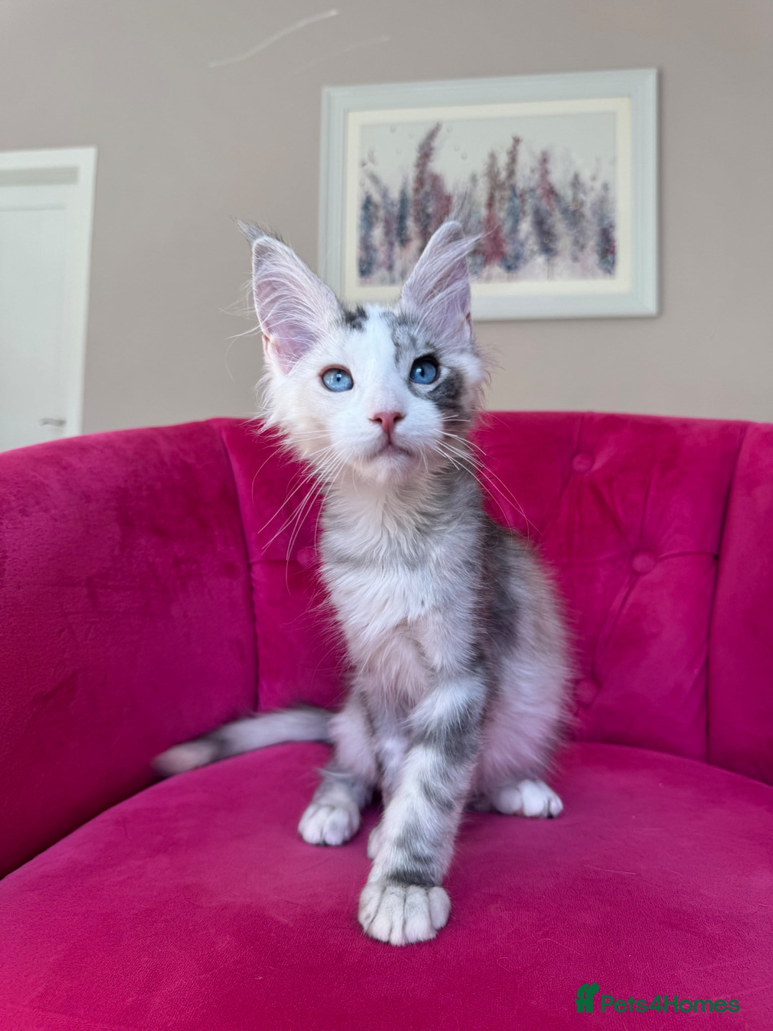 Maine Coon cats Maine Coon Kittens 🏆 20+ gen 🧬 Full Pedigree - Advert 2