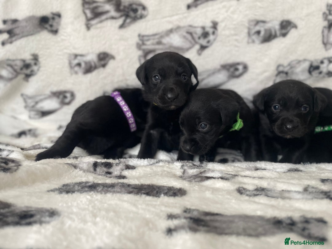 Labrador Retriever dogs for sale: Beautiful Labrador puppy’s  - Advert 11