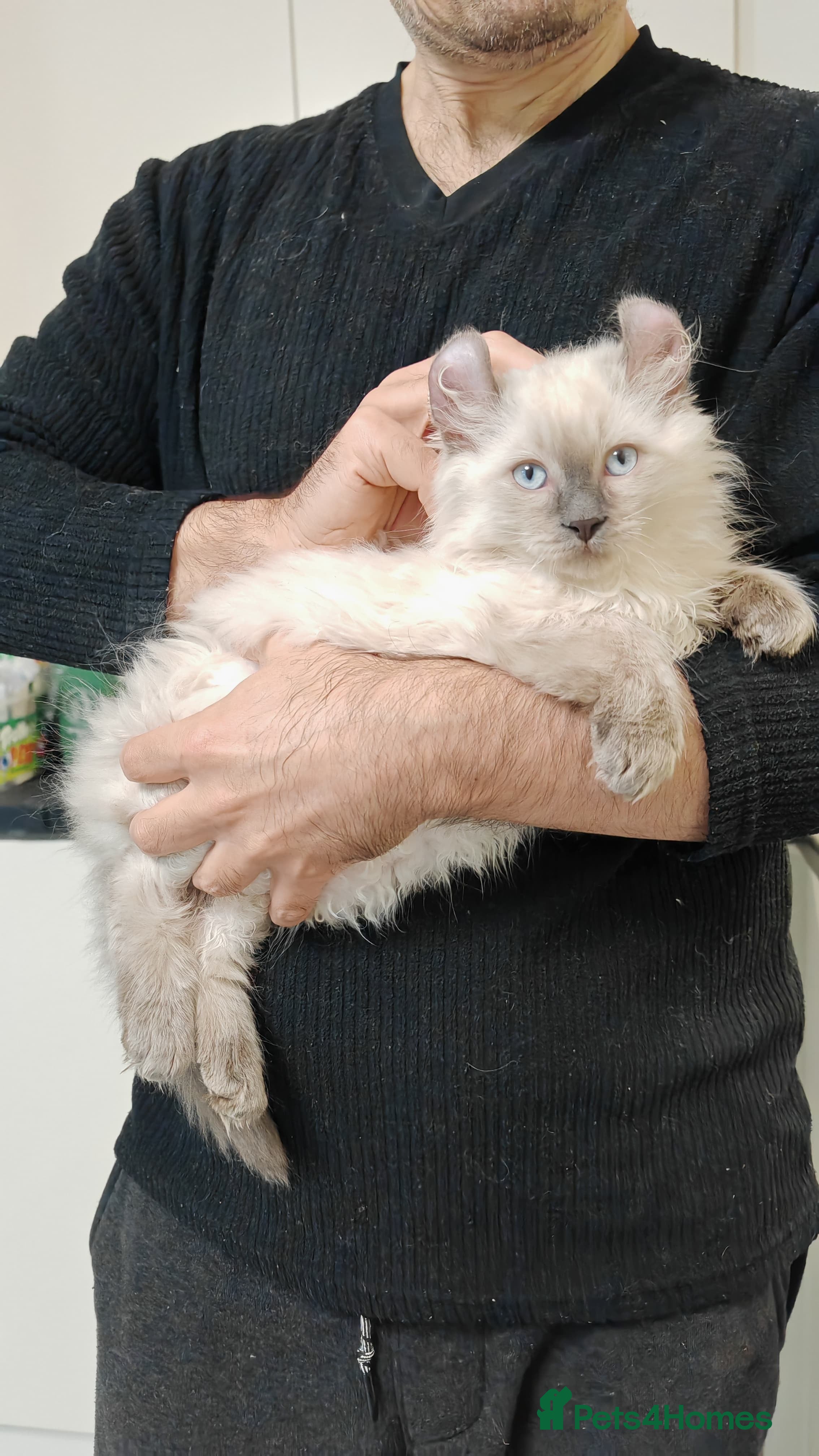 American Curl cats RARE, Unique, Affectionate American Curl Kittens!  - Advert 2