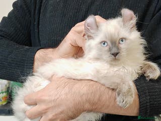 American Curl cats RARE, Unique, Affectionate American Curl Kittens! - Advert 2