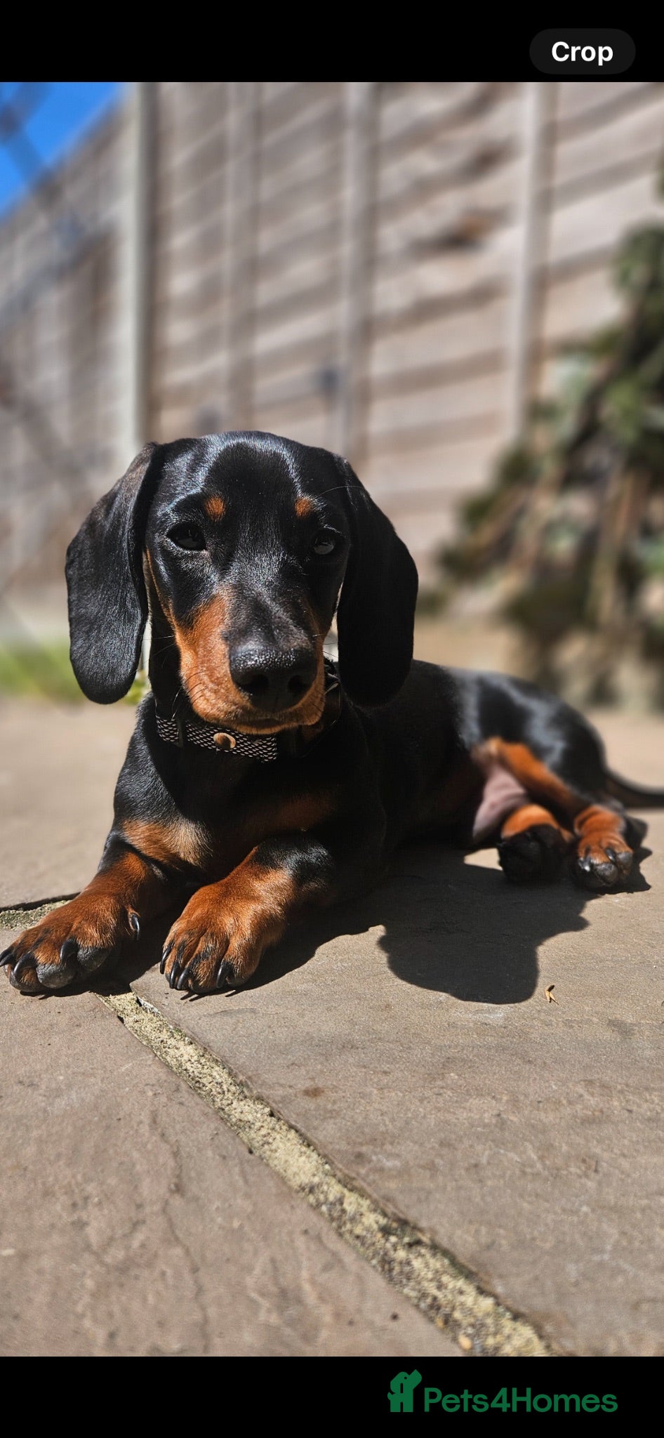 Miniature Dachshund dogs 8 Month Male Daschund For Sale - Advert 1