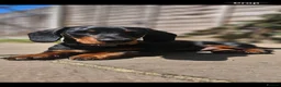 Miniature Dachshund dogs for sale: 8 Month Male Daschund For Sale in Leeds - Advert 1
