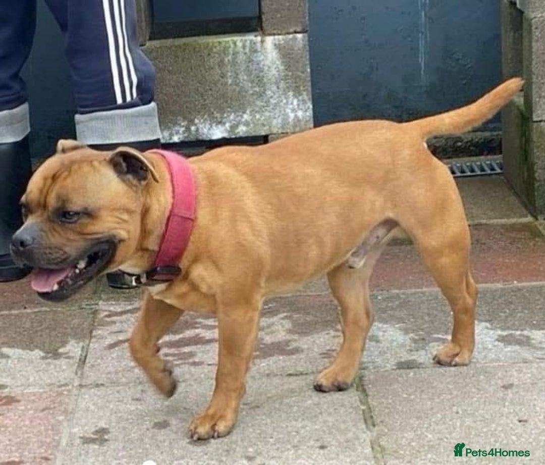 Staffordshire Bull Terrier dogs for sale: A litter of stunning Reds  - Image 8