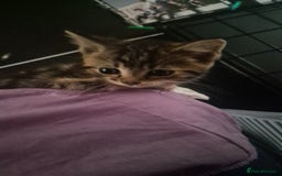 Mixed Breed cats for sale: British short hair cross  (19th July updated) in Stevenage - Image 2