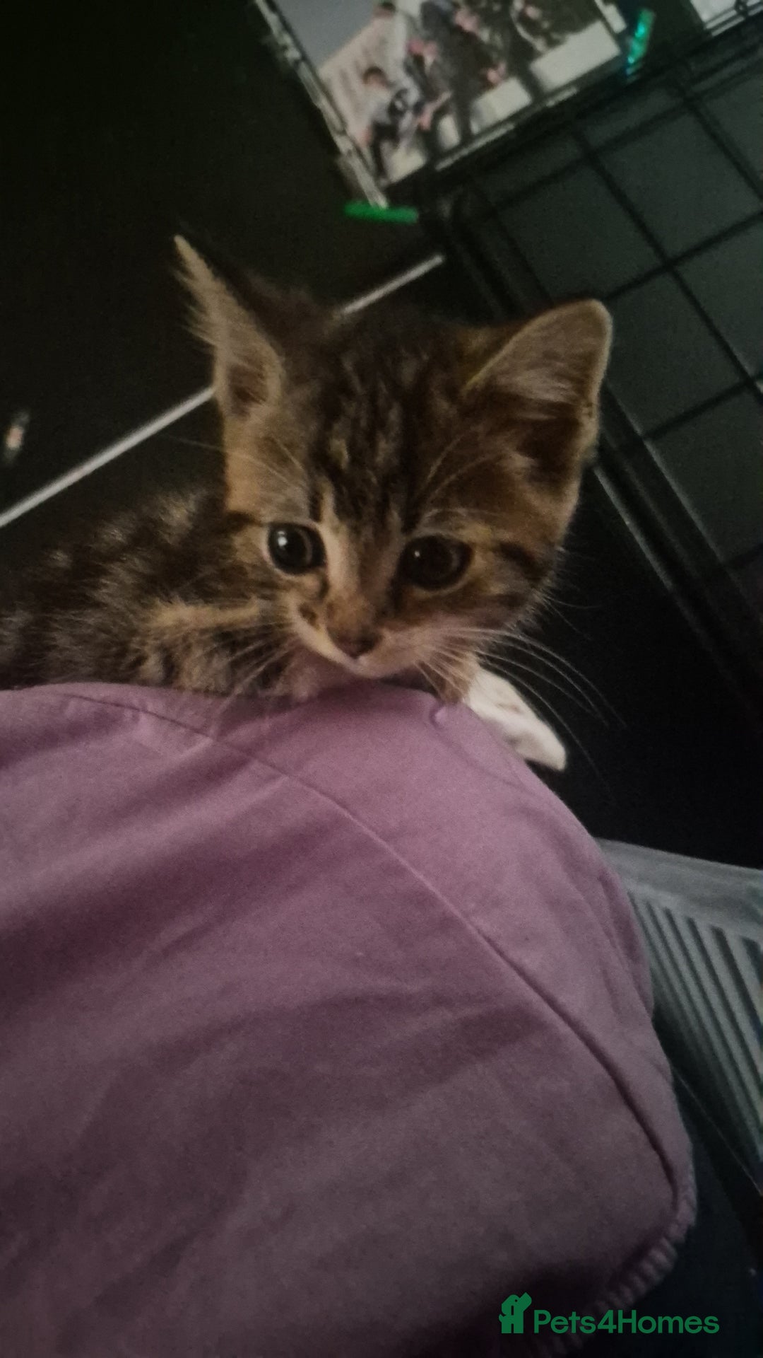 Mixed Breed cats for sale: British short hair cross  (19th July updated) in Stevenage - Image 2