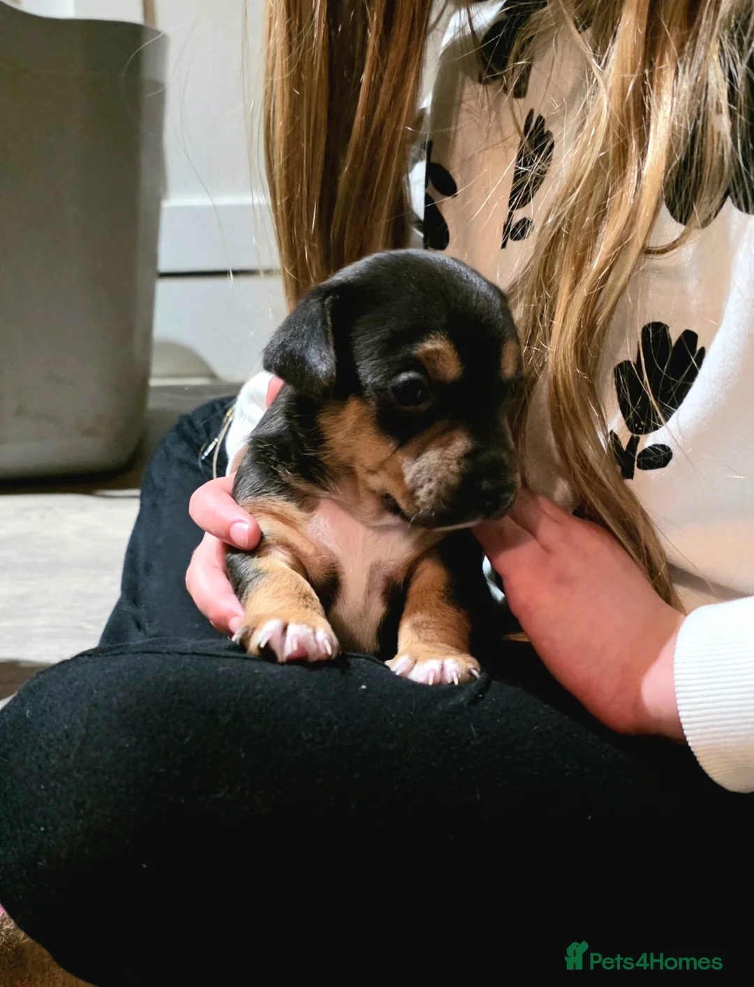 Jack Russell dogs for sale:  Black and tan jack russell pups family pets - Advert 2