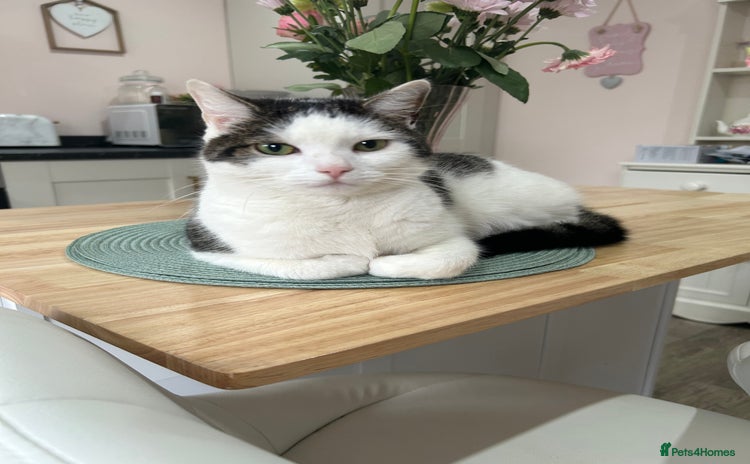 Domestic Shorthair cats - Advert 3