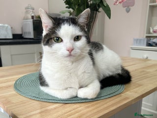 Domestic Shorthair cats - Advert 13