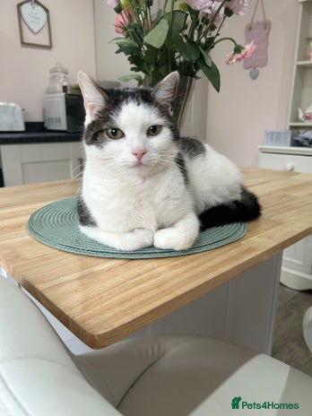 Domestic Shorthair cats - Advert 3
