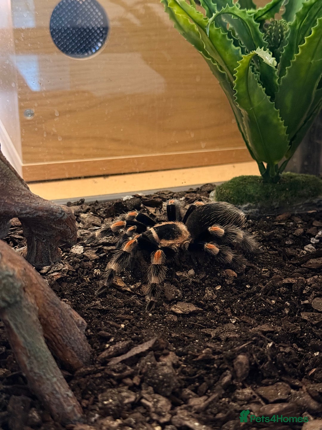 Tarantulas invertebrates for sale: Mexican Red Knee Tarantula  - Advert 2
