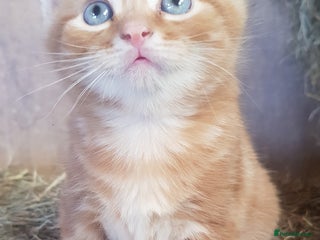 Mixed Breed cats - Advert 2