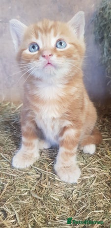 Mixed Breed cats - Advert 14