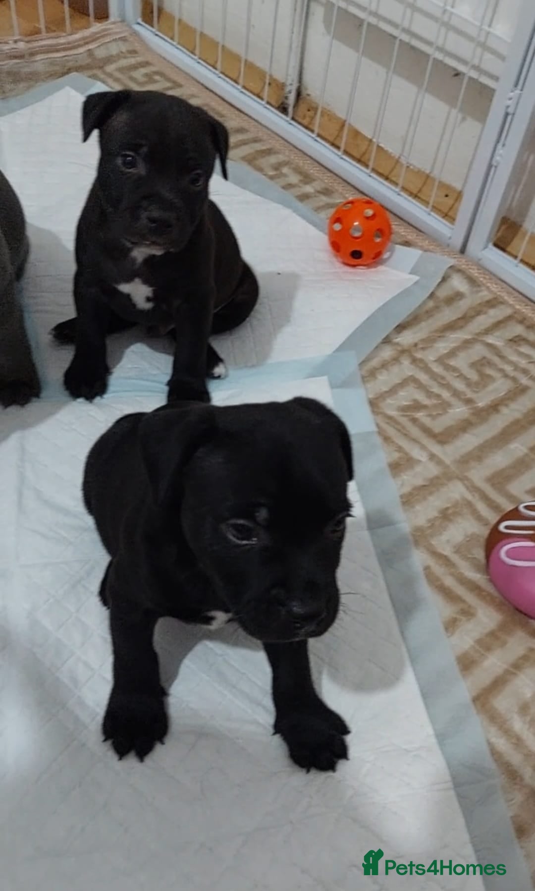 Staffordshire Bull Terrier dogs **KC Reg Champion bloodlines puppies** - Advert 2