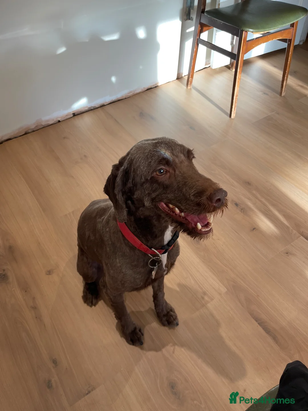 Sproodle dogs for sale: Dexter - Advert 7