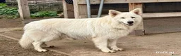 German Shepherd dogs for sale: KC-registered, long-coated, German Shepherd pups - Advert 7