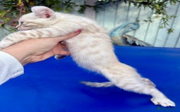 Bengal cats for sale: Gob smacking rare kittens  - Image 4
