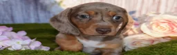 Miniature Dachshund dogs for sale: Kc reg mini dachunds  - Advert 8