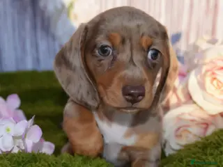 Miniature Dachshund dogs Kc reg mini dachunds - Advert 15