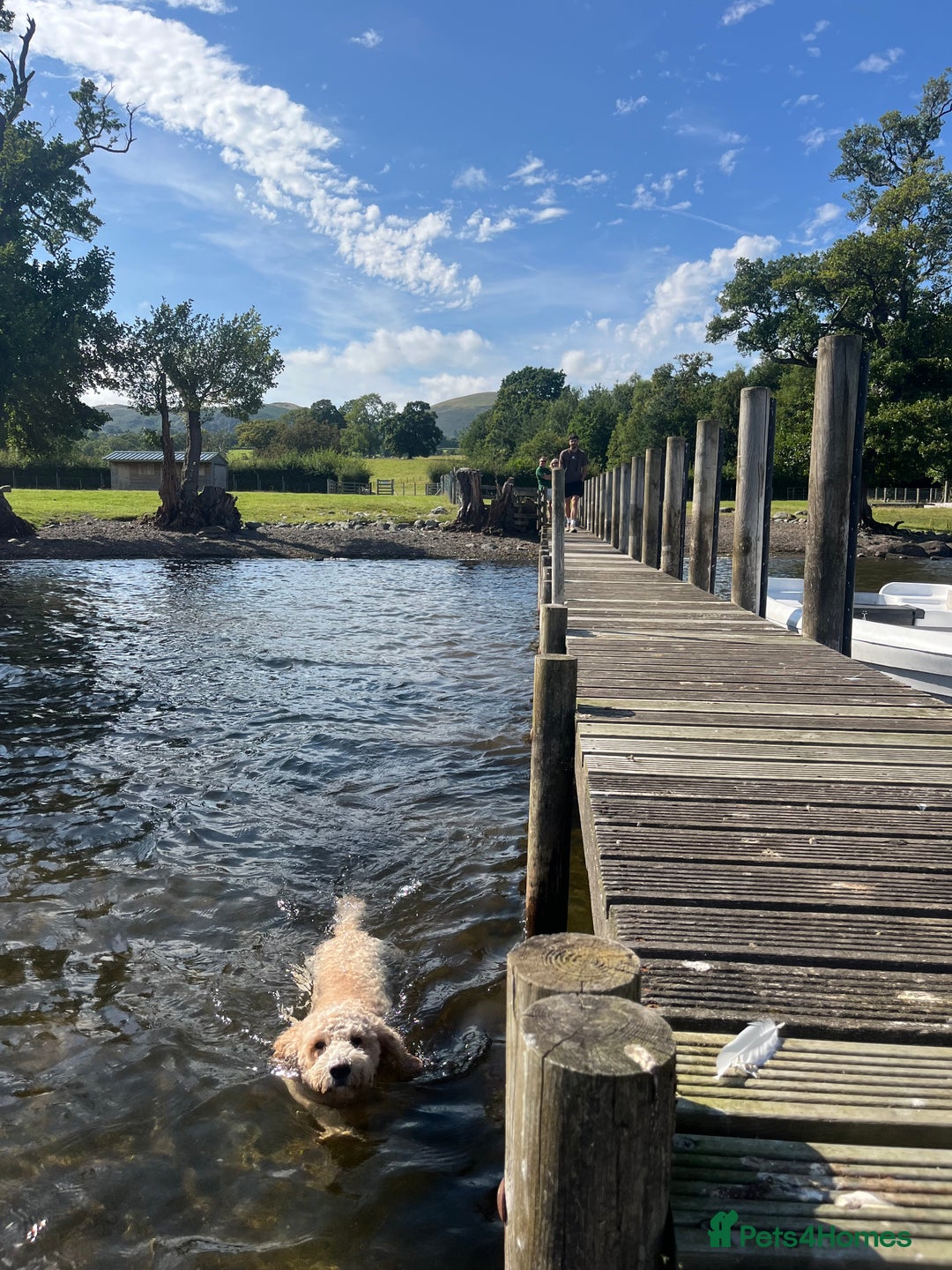Goldendoodle dogs for stud: **PROVEN**Miniature Golden Doodle**STUD** in Darlington - Image 19