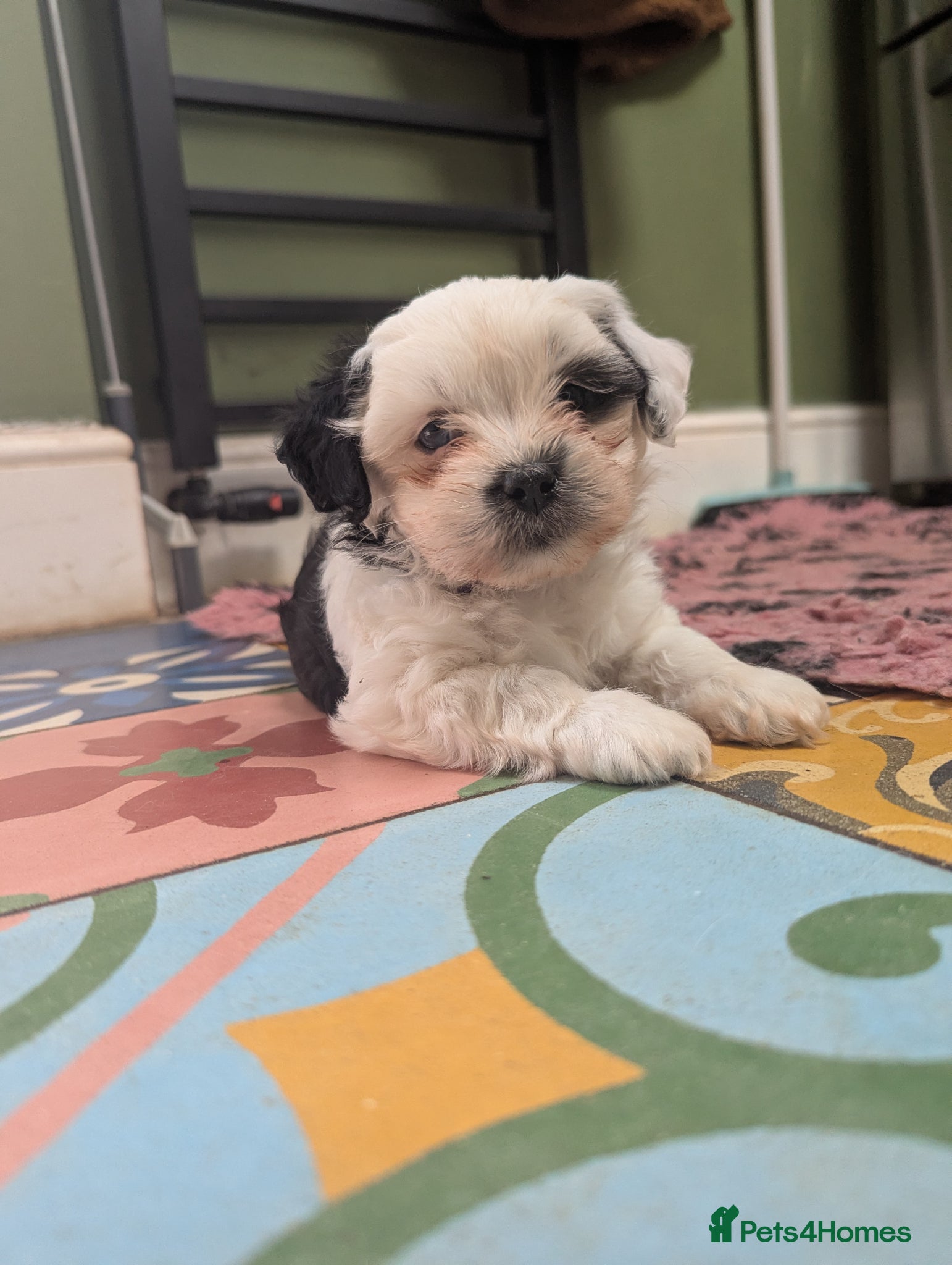 Mixed Breed dogs Chinese crested powder puff X Lhasa apso - Advert 8