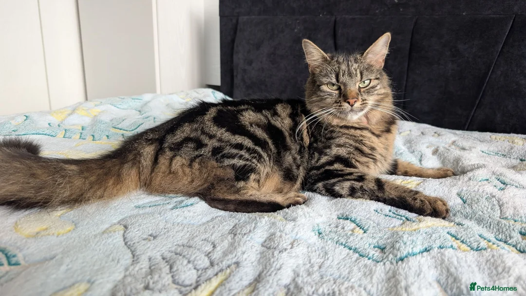 Mixed Breed cats for sale: 🐾 Adorable Kittens for Sale! 🐾 - Advert 17