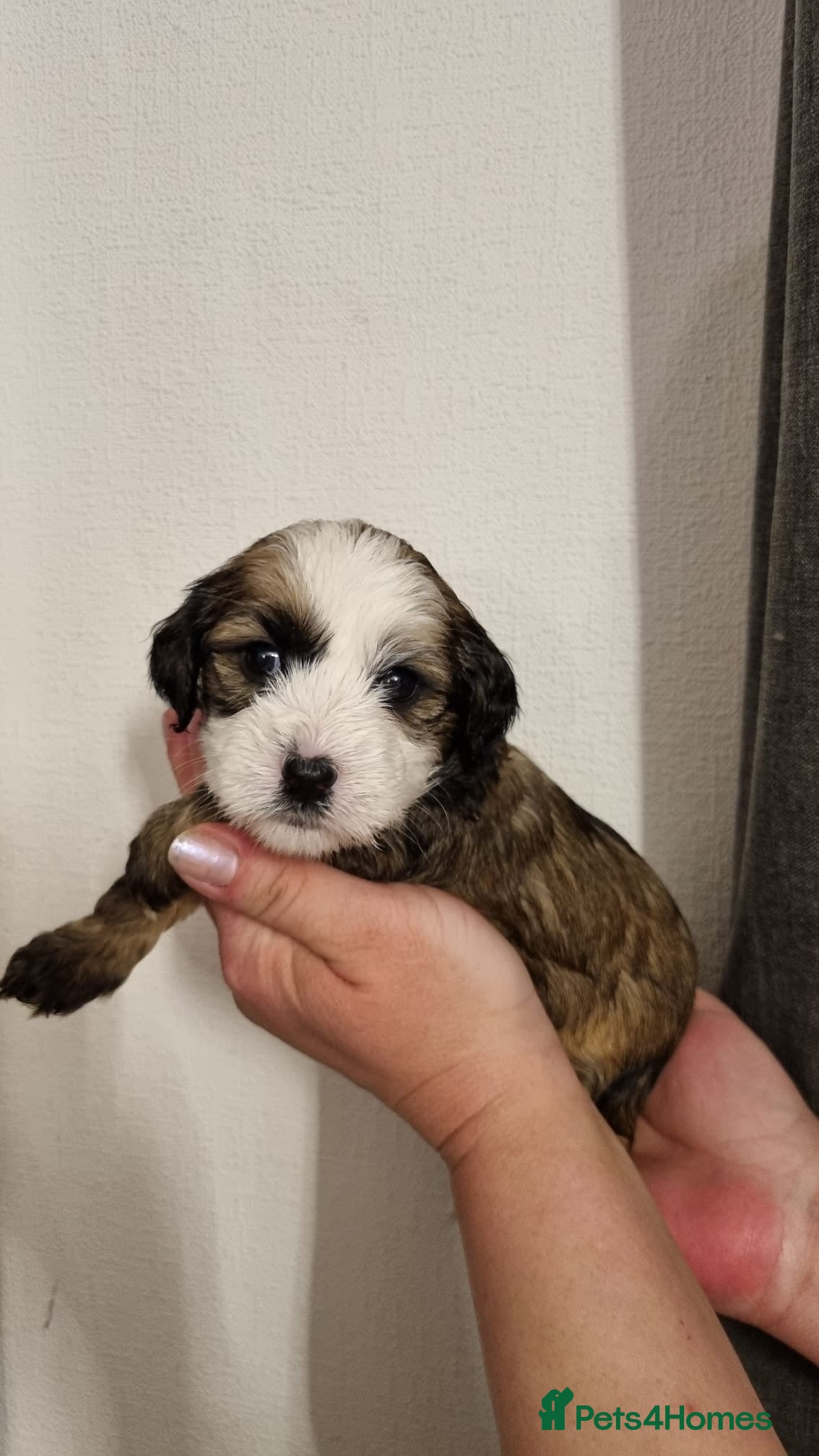 Tibetan Terrier dogs ONE LEFT Stunning Tibetan Terrier Puppies ! - Advert 5