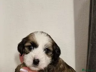 Tibetan Terrier dogs ONE LEFT Stunning Tibetan Terrier Puppies ! - Advert 5