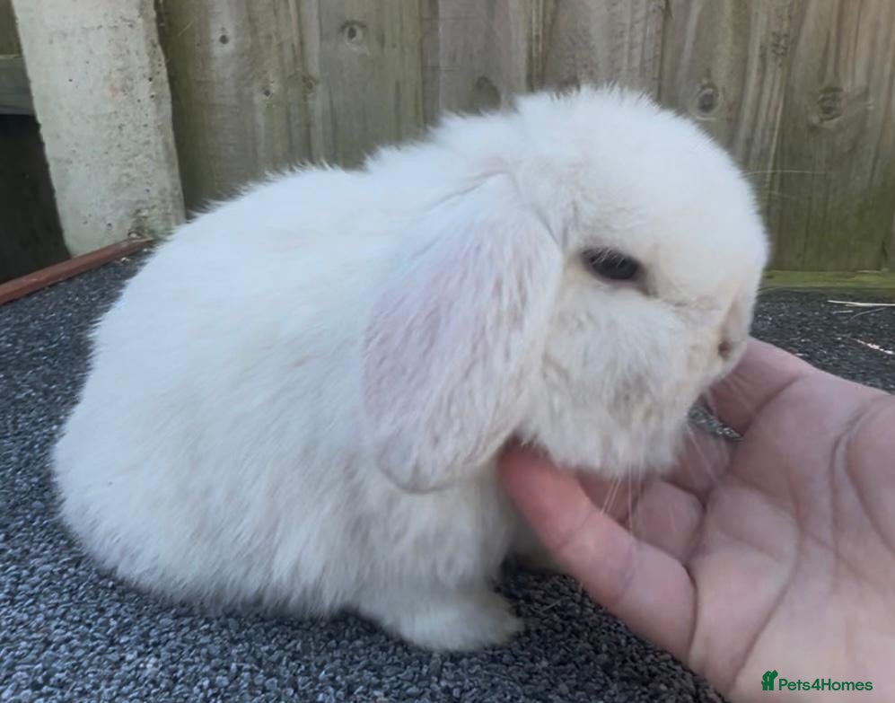 Mini Lop rabbits CHOCOLATE POINT GIRL MINI LOP   - Advert 19