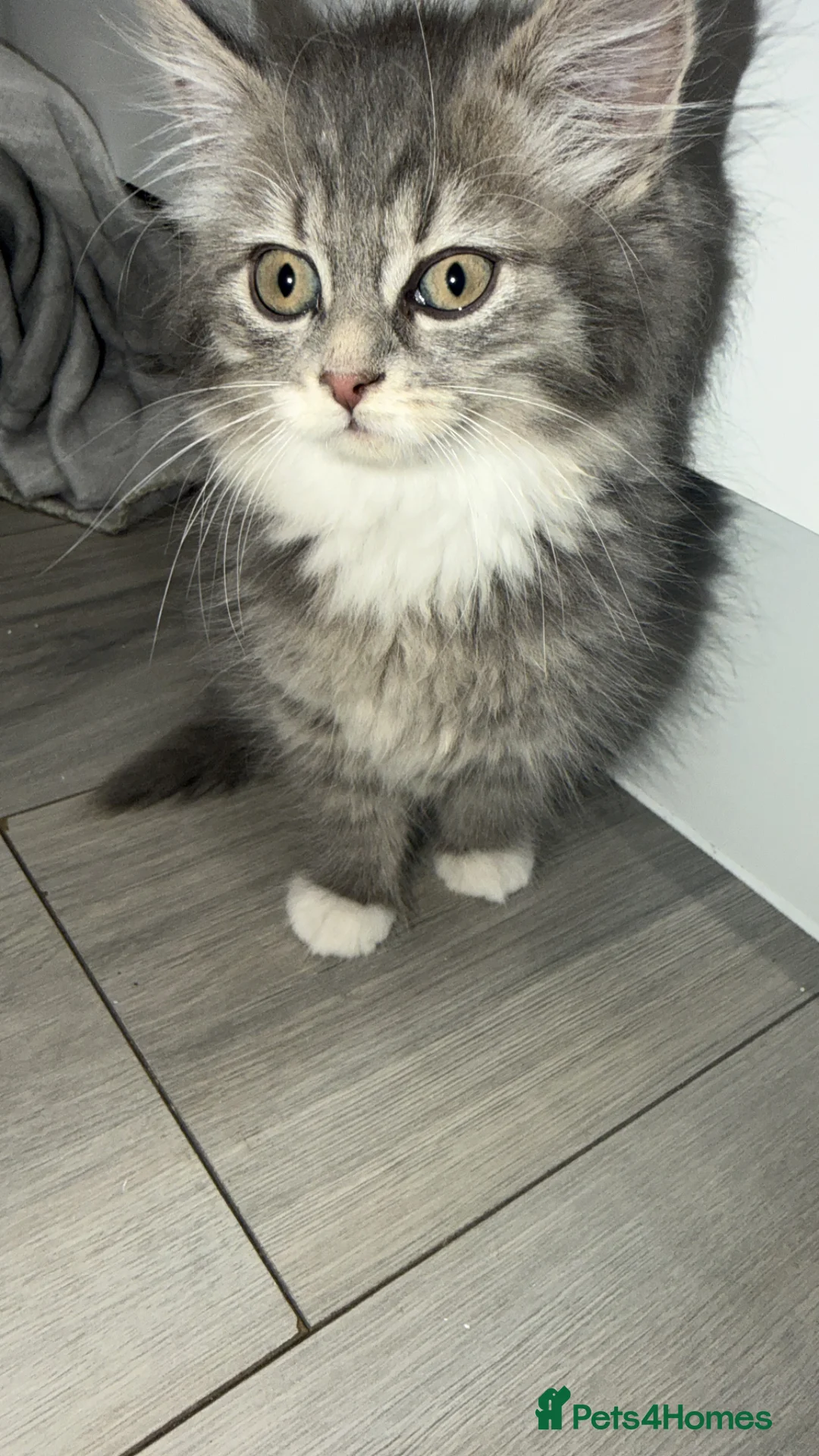 Persian cats for sale: Beautiful grey fluffy Persian female for sale in Stoke-on-Trent - Advert 1