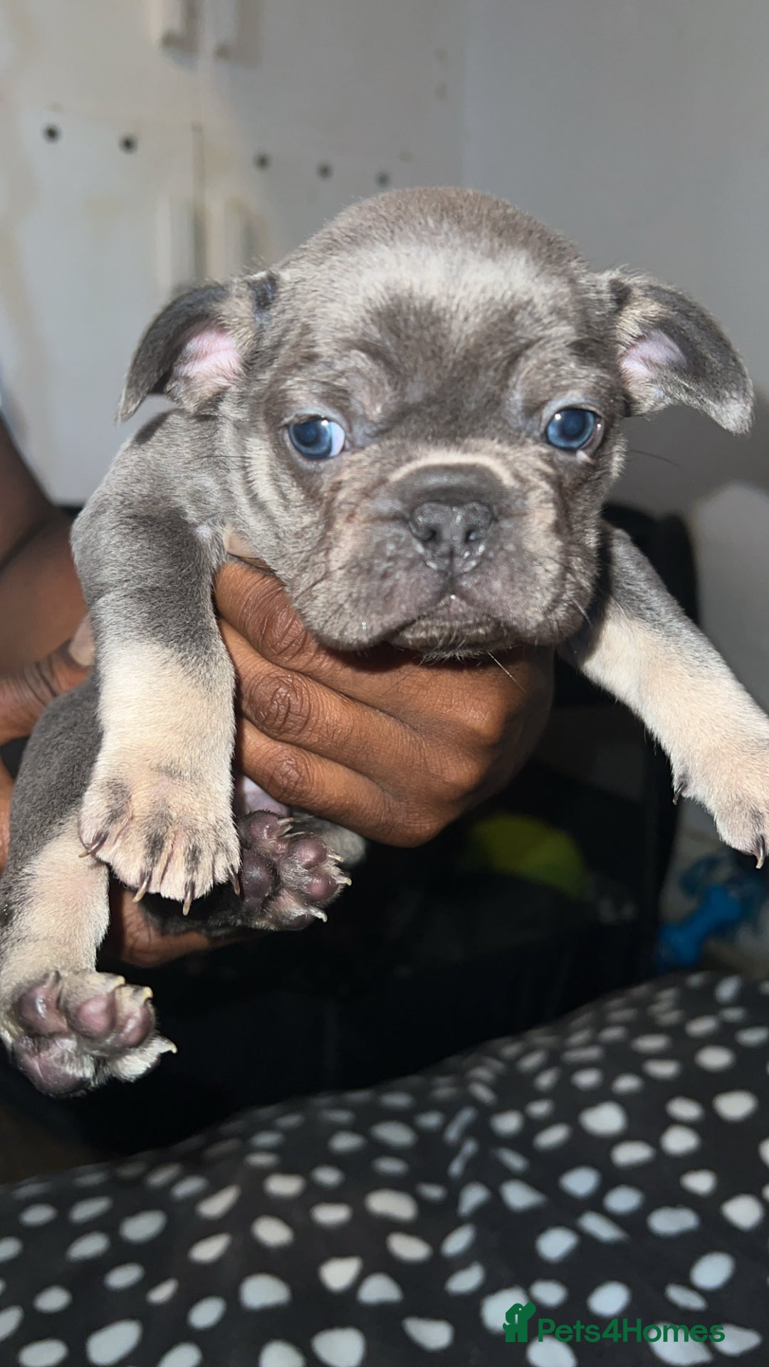 French Bulldog dogs for sale: French bulldogs Puppies - Advert 6