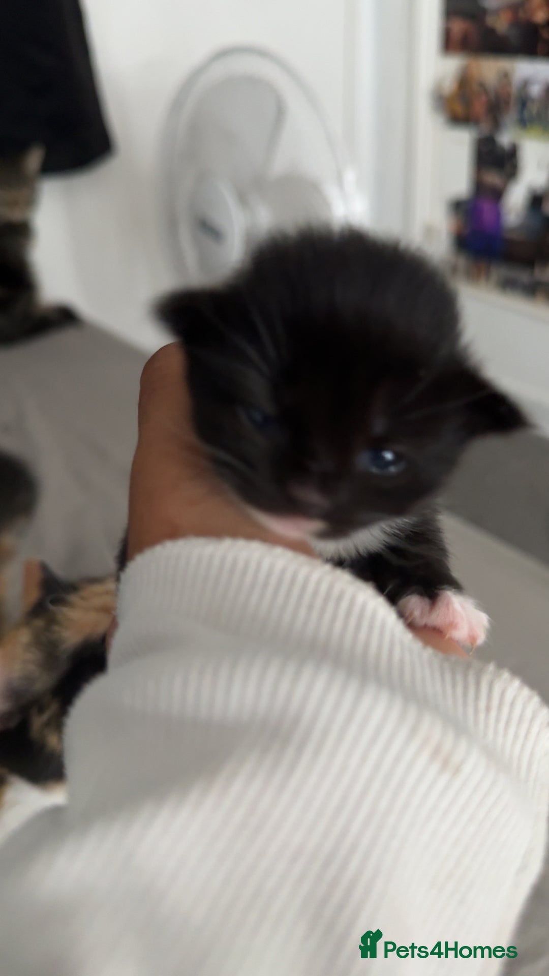 Mixed Breed cats for sale: 3 beautiful kittens available  - Image 4