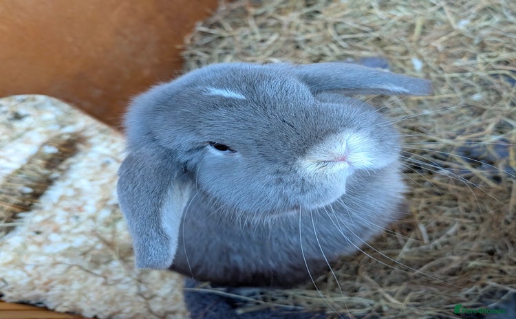 Mini Lop rabbits - Advert 2