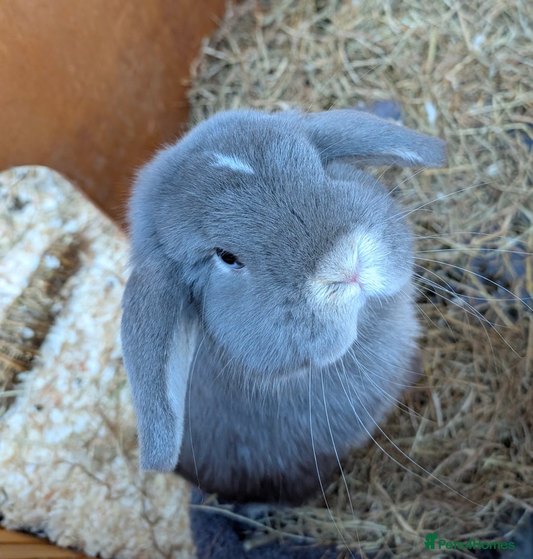 Mini Lop rabbits for sale: Adorable Mini Lop Male - Image 1
