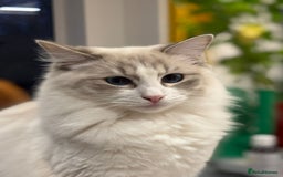 Ragdoll cats for sale: 🌟 Ragdoll x Bengal – Exquisite Baby Kittens 🌟 - Image 26