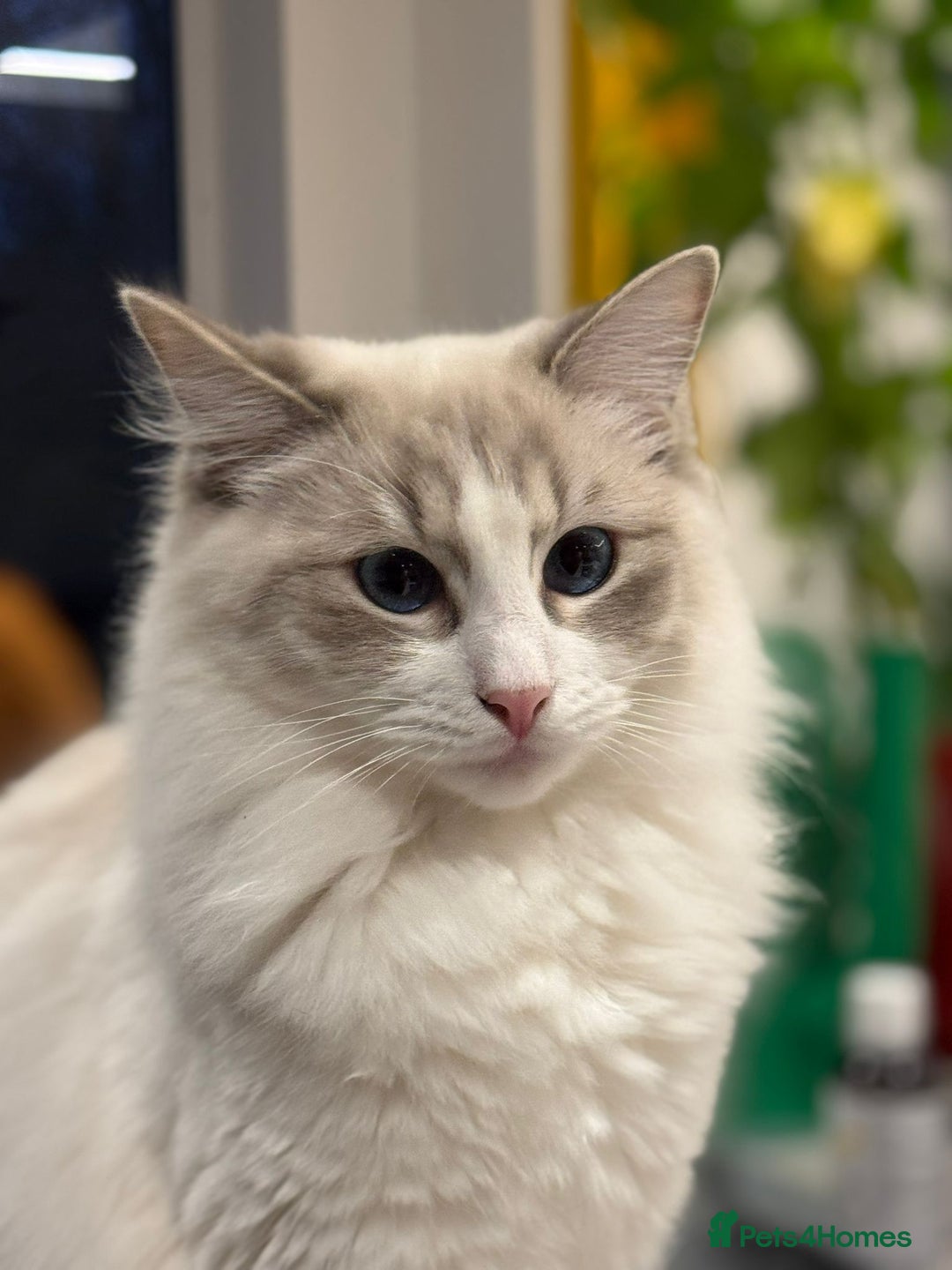 Ragdoll cats for sale: 🌟 Ragdoll x Bengal – Exquisite Baby Kittens 🌟 - Image 26