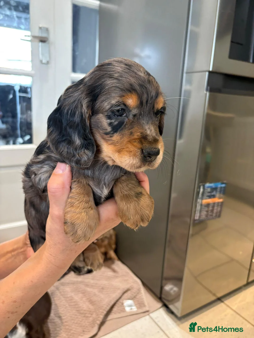 Cocker Spaniel dogs for sale: 100% Pedigree full show type DNA health tested  in Worksop - Advert 8