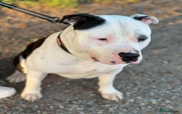 American Bully dogs for sale: Beautiful American bully - Image 2