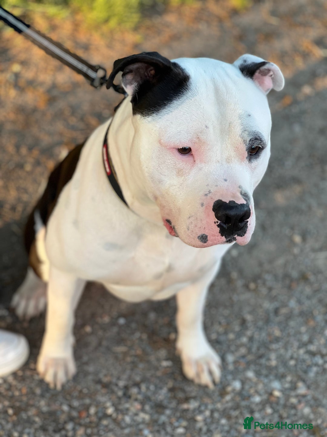 American Bully dogs for sale: Beautiful American bully - Image 2