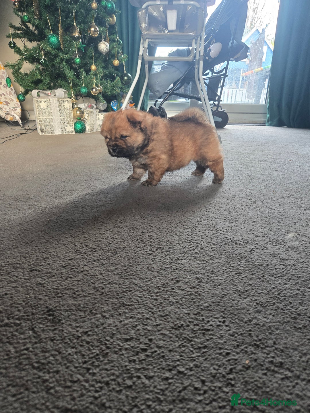 Chow Chow dogs for sale: Chow chow puppies - Advert 10