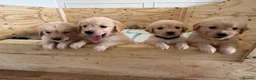 Golden Retriever dogs for sale: Golden Retriever Puppies  in Templecombe - Advert 14