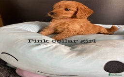 Cockapoo dogs for sale: Cockapoo F1B puppies 🐶Now Ready to leave🐶  - Image 19