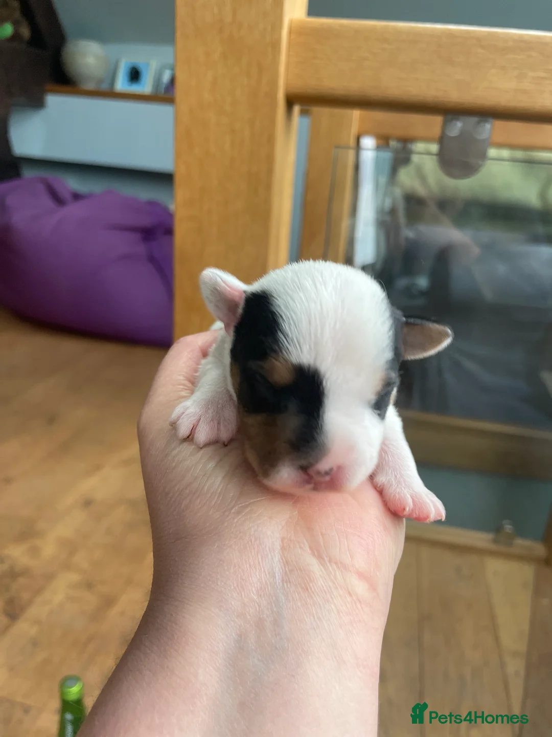 Parson Russell dogs for sale: Parson Terrier Puppies - rough coated - Advert 13